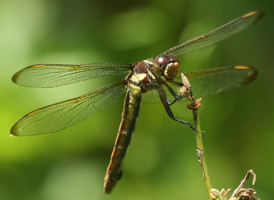 Yellow-sided Skimmer